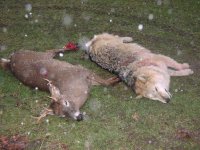 627050-bigcoyote.jpg