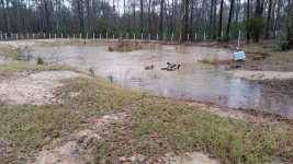 3-9-15 Pond Full Ducks Play.jpg