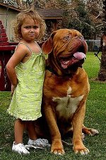 DoguedeBordeauxPurebredDogFrenchMastiffChildRazz3YearsOld.jpg