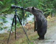 grizzlybearphotographer.jpg