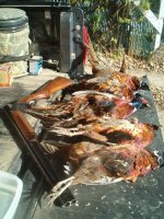 hunt pheasants2.jpg hunt pheasants2.jpg