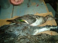 hunt ducks2.jpg hunt ducks2.jpg