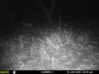 game cam jan1015.jpg game cam jan1015.jpg