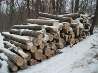 Log_pile_Jan_30.jpg