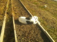 scotty in raised bed 12-27-14.jpg
