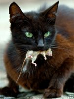 600px-cat-with-mouse.jpg