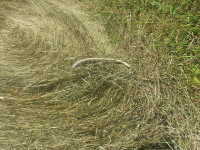ForumRunner_20150412_120701.png