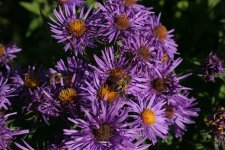 flower_id.jpg flower_id.jpg