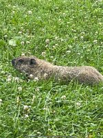 IMG_1031.jpg