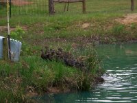 4-12-15 Mallards Coming Out of the Water.jpg