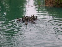 4-12-15 Mallards In Water.jpg