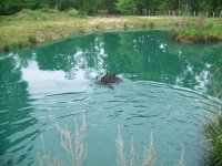 4-12-15 Mallards Class Of 2015 In Water.jpg