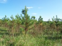 pines_2004.JPG