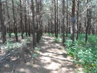 pines_2014.JPG