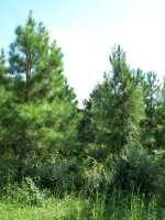 pines_2008.jpg