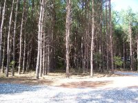 pines_2008_2.jpg