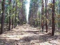 pines_2008_3.jpg