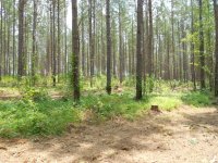 pines_2014_2.JPG
