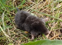 Mole.jpg