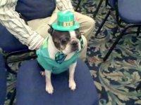 Boston with St. Pattie's Hat.jpg
