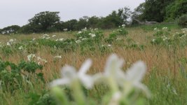 bull nettle 2.jpg