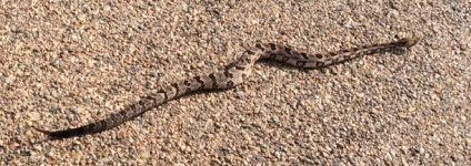 timber rattle snake.jpg