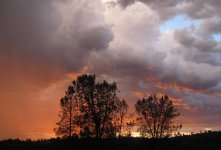 sunsetTrees.jpg