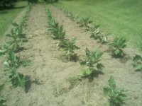 garden weeding.jpg