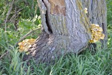 DSC_1551.jpg