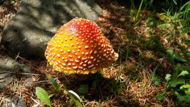 shroom.jpg