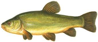 tench.jpg