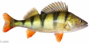 perch.jpg