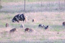 pigs1.jpg