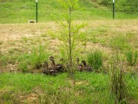 4-18-15 Ten Ducklings on Island.jpg