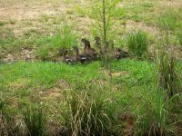 4-18-15 Ducklings on Island.jpg