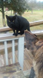 Sambra Meets Stinky.jpg Sambra Meets Stinky.jpg