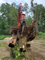 Two trees in just another stump.jpg