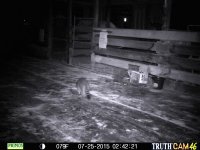 trapped coon.jpg