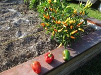 peppers.jpg