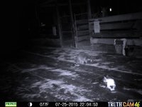 coon 7-26-15.JPG