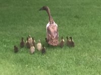 babyducks.JPG