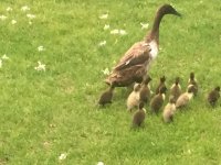 babyducks2.JPG