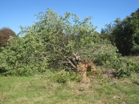 IMG_3340.jpg