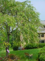 708933-Weeping Cherry 2 (360 x 480).jpg