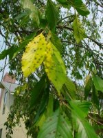 708934-Weeping Cherry Leaf (240 x 320).jpg