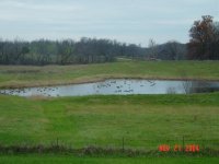 785580-Geese on Pond 1.jpg
