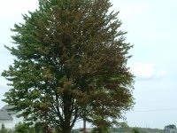 DSCF0005.JPG
