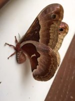 moth2.jpg