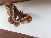 moth1.jpg