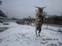 Kiko goat 002.JPG